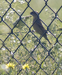 Blue Grosbeak